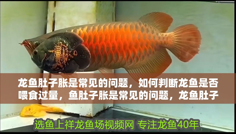 龍魚肚子脹是常見的問題，如何判斷龍魚是否喂食過量，魚肚子脹是常見的問題，龍魚肚子脹可以自愈嗎， 龍魚肚子脹是常見的問題，如何判斷龍魚是否喂食過量，魚肚子脹是常見的問題，龍魚肚子脹可以自愈嗎， 龍魚百科 第2張