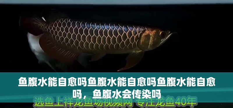 魚腹水能自愈嗎魚腹水能自愈嗎魚腹水能自愈嗎，魚腹水會傳染嗎