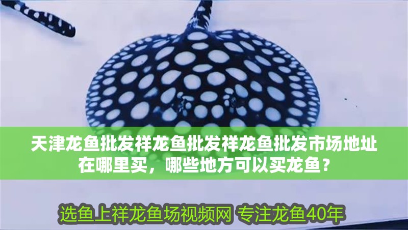 天津龍魚批發(fā)祥龍魚批發(fā)祥龍魚批發(fā)市場(chǎng)地址在哪里買，哪些地方可以買龍魚？