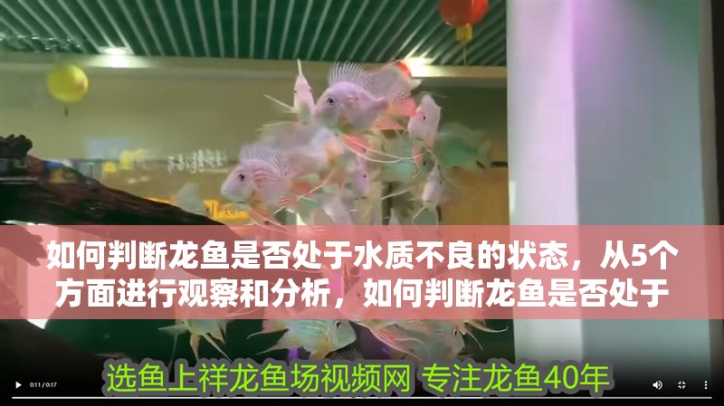 如何判斷龍魚是否處于水質不良的狀態，從5個方面進行觀察和分析，如何判斷龍魚是否處于水質不良狀態