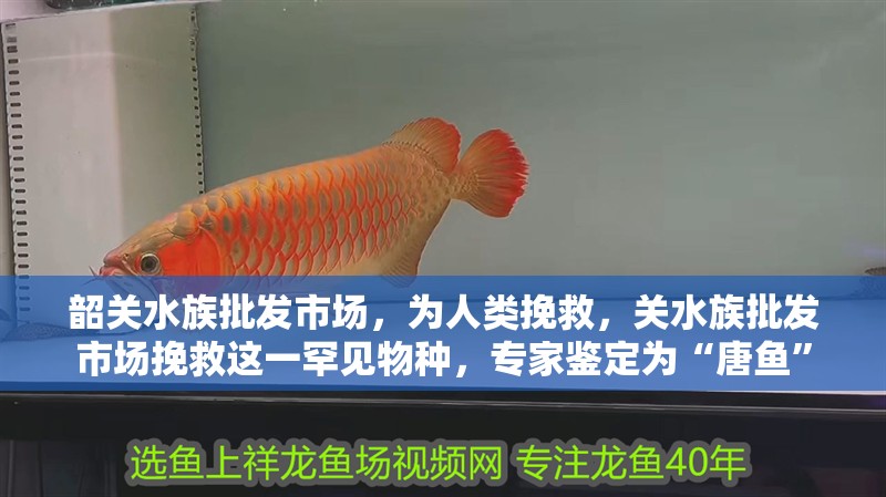 韶關(guān)水族批發(fā)市場，為人類挽救，關(guān)水族批發(fā)市場挽救這一罕見物種，專家鑒定為“唐魚”
