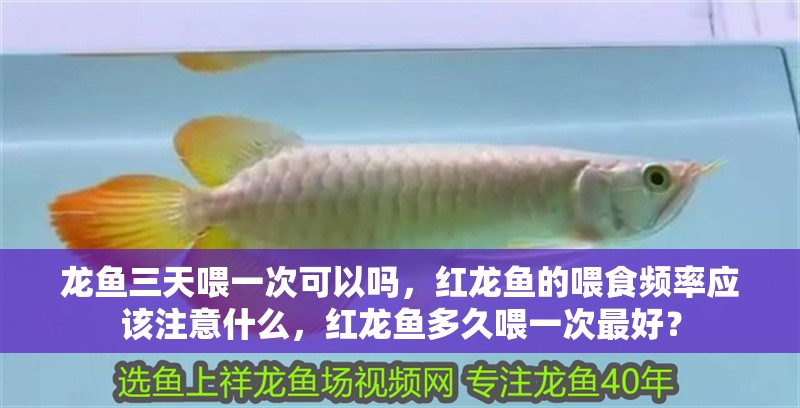 龍魚三天喂一次可以嗎，紅龍魚的喂食頻率應該注意什么，紅龍魚多久喂一次最好？