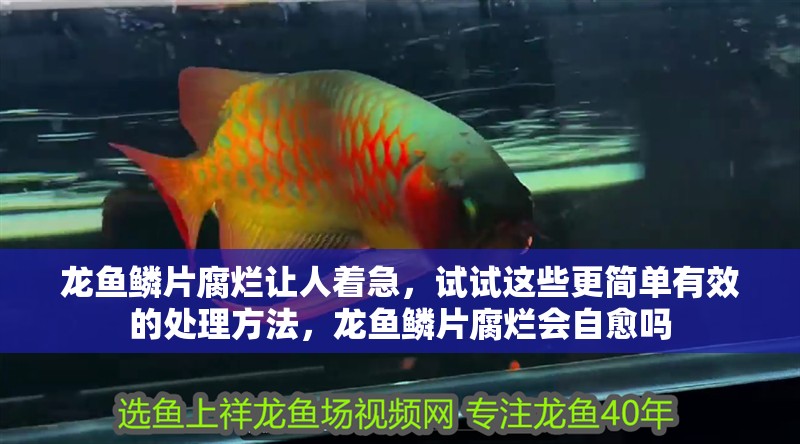 龍魚鱗片腐爛讓人著急，試試這些更簡單有效的處理方法，龍魚鱗片腐爛會自愈嗎