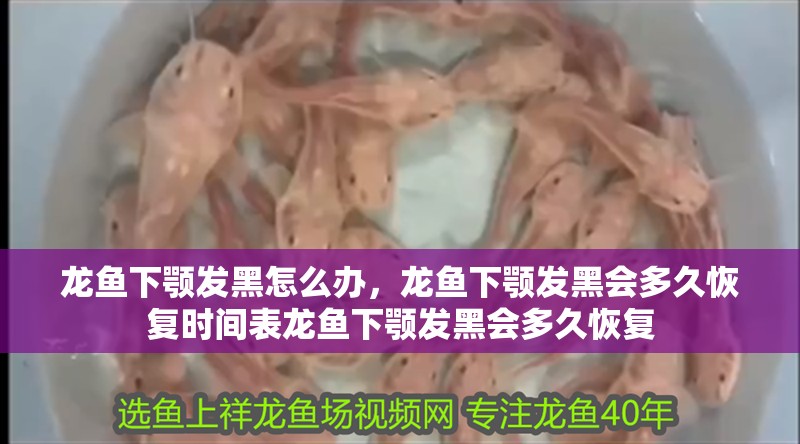 龍魚干蝦有營養嗎 龍魚下顎發黑怎么辦,龍魚下顎發黑會多久恢復時間表龍魚下顎發黑會多久恢復 龍魚百科 龍魚下顎發黑怎么辦,龍魚下顎發黑會多久恢復時間表龍魚下顎發黑會多久恢復 龍魚下顎發黑怎么辦,龍魚下顎發黑會多久恢復時間表龍魚下顎發黑會多久恢復 龍魚百科