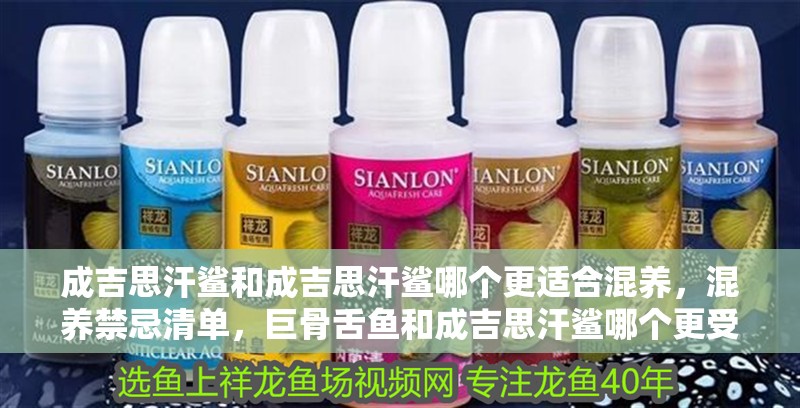 成吉思汗鯊和成吉思汗鯊哪個更適合混養，混養禁忌清單，巨骨舌魚和成吉思汗鯊哪個更受歡迎？