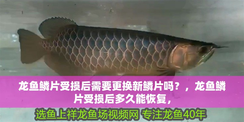 龍魚鱗片受損后需要更換新鱗片嗎？，龍魚鱗片受損后多久能恢復，