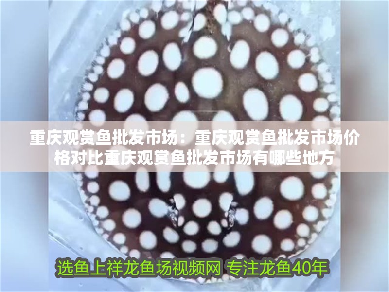 重慶觀賞魚批發(fā)市場(chǎng)：重慶觀賞魚批發(fā)市場(chǎng)價(jià)格對(duì)比重慶觀賞魚批發(fā)市場(chǎng)有哪些地方