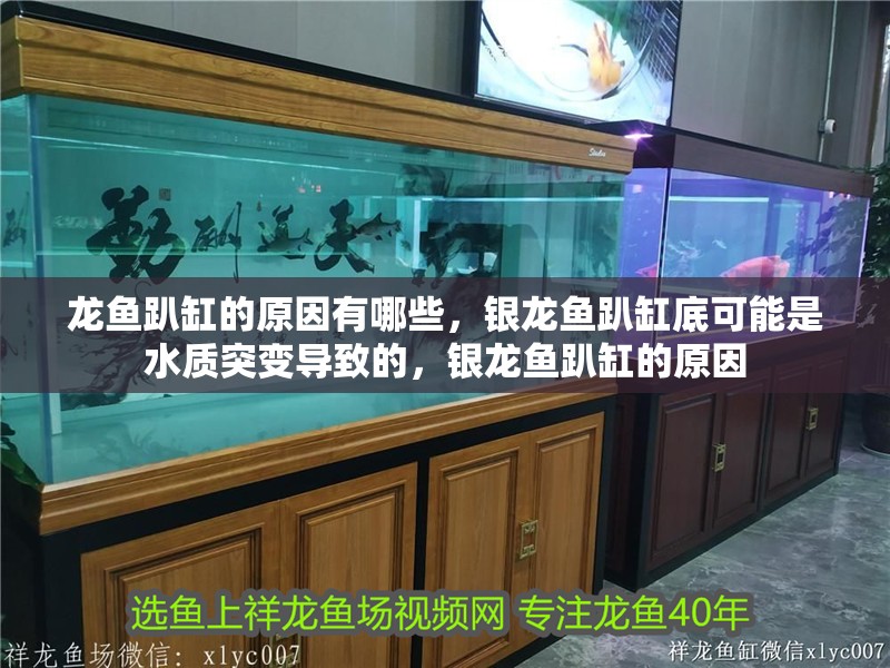 龍魚趴缸的原因有哪些，銀龍魚趴缸底可能是水質突變導致的，銀龍魚趴缸的原因