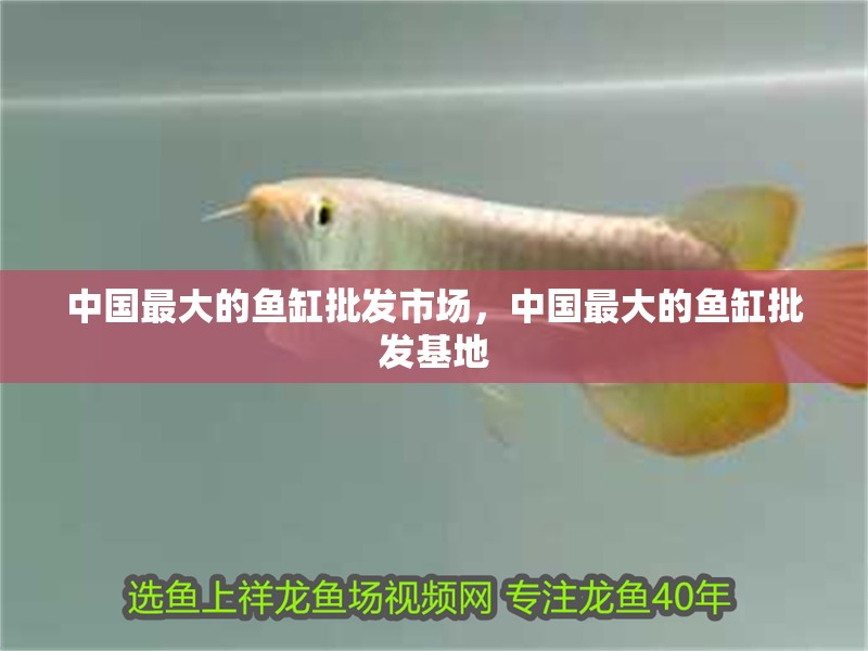 中國(guó)最大的魚(yú)缸批發(fā)市場(chǎng)，中國(guó)最大的魚(yú)缸批發(fā)基地