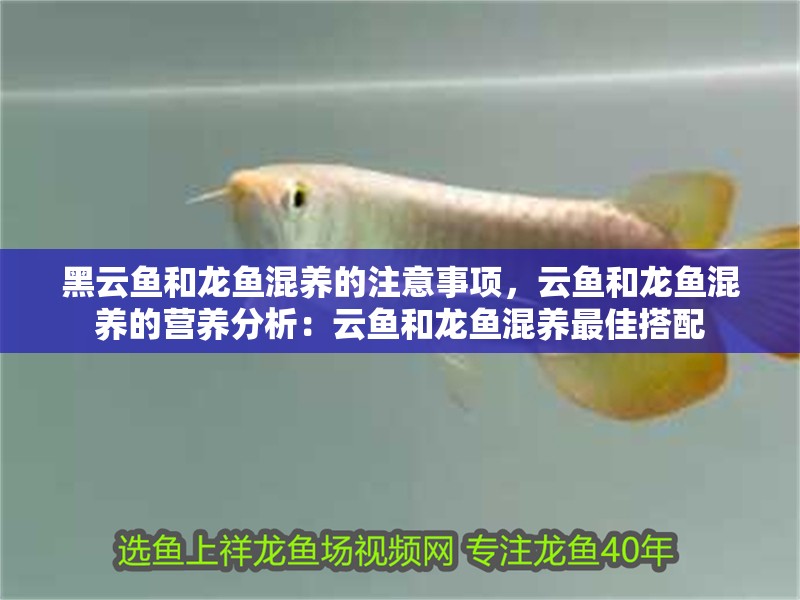 黑云魚和龍魚混養的注意事項，云魚和龍魚混養的營養分析：云魚和龍魚混養最佳搭配