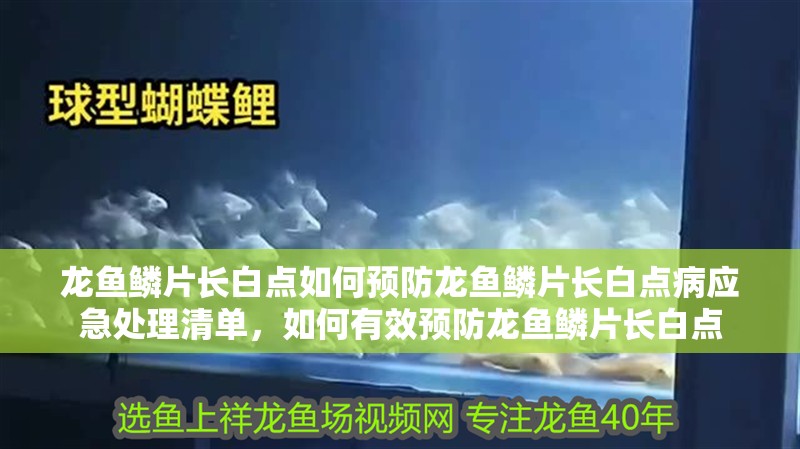 龍魚(yú)鱗片長(zhǎng)白點(diǎn)如何預(yù)防龍魚(yú)鱗片長(zhǎng)白點(diǎn)病應(yīng)急處理清單，如何有效預(yù)防龍魚(yú)鱗片長(zhǎng)白點(diǎn)