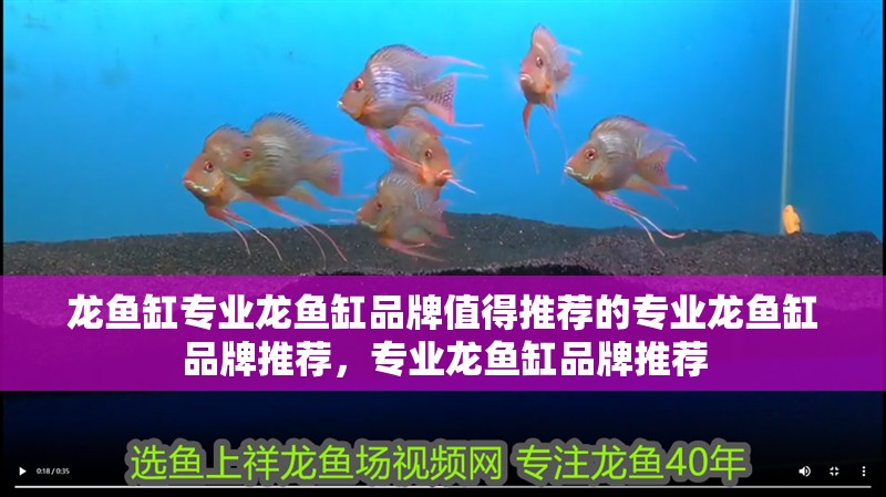 龍魚缸專業(yè)龍魚缸品牌值得推薦的專業(yè)龍魚缸品牌推薦，專業(yè)龍魚缸品牌推薦