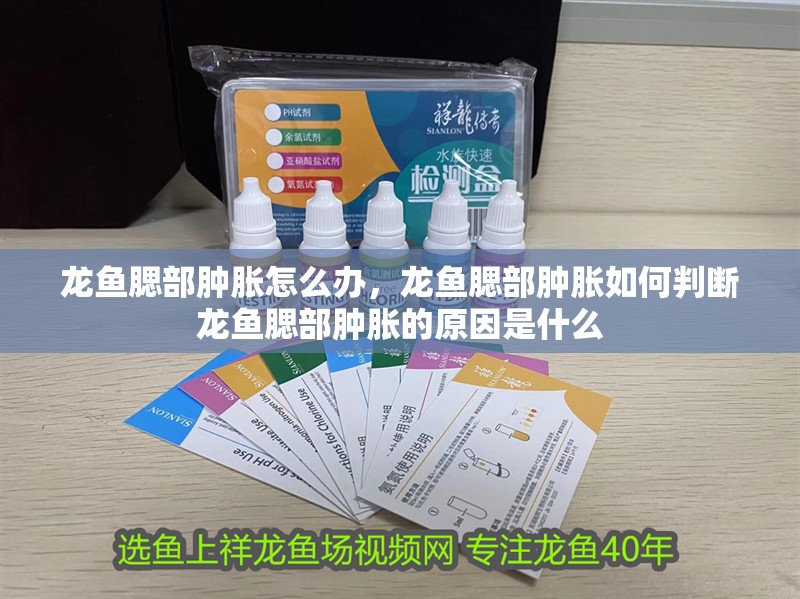 龍魚腮部腫脹怎么辦，龍魚腮部腫脹如何判斷龍魚腮部腫脹的原因是什么