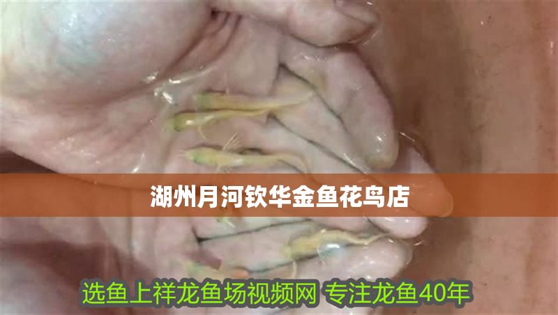 湖州月河欽華金魚(yú)花鳥(niǎo)店