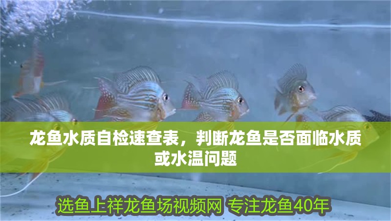 龍魚水質自檢速查表，判斷龍魚是否面臨水質或水溫問題