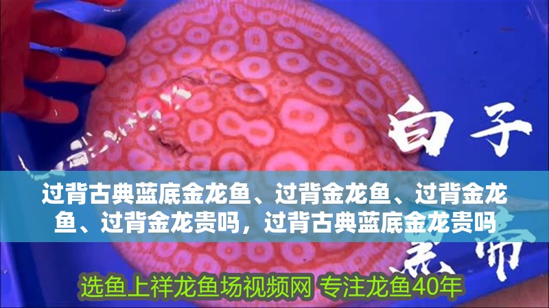 過背古典藍底金龍魚、過背金龍魚、過背金龍魚、過背金龍貴嗎，過背古典藍底金龍貴嗎