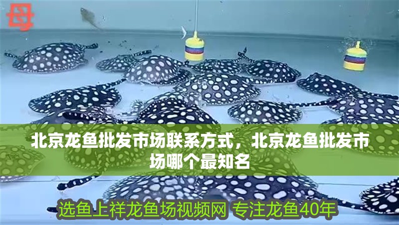 北京龍魚批發(fā)市場聯(lián)系方式，北京龍魚批發(fā)市場哪個最知名