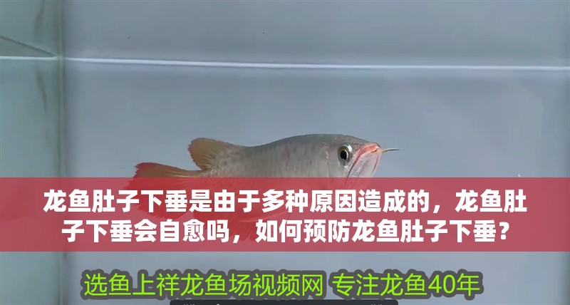 龍魚肚子下垂是由于多種原因造成的，龍魚肚子下垂會自愈嗎，如何預(yù)防龍魚肚子下垂？