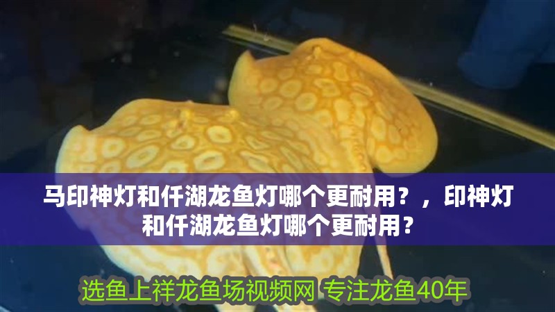 馬印神燈和仟湖龍魚(yú)燈哪個(gè)更耐用？，印神燈和仟湖龍魚(yú)燈哪個(gè)更耐用？