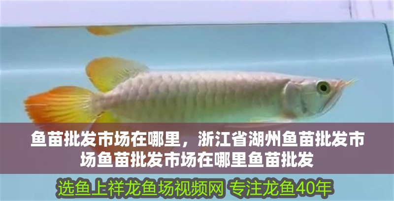 魚苗批發市場在哪里，浙江省湖州魚苗批發市場魚苗批發市場在哪里魚苗批發