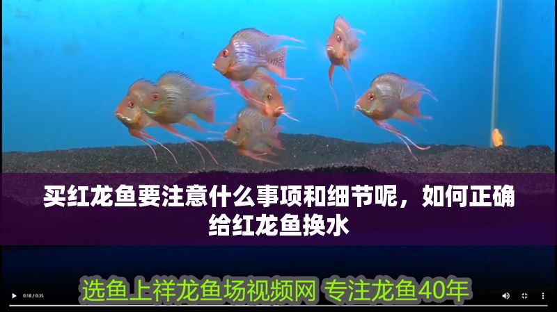 買紅龍魚要注意什么事項和細節呢，如何正確給紅龍魚換水
