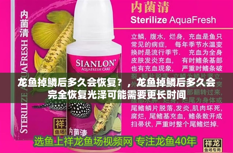 龍魚掉鱗后多久會恢復？，龍魚掉鱗后多久會完全恢復光澤可能需要更長時間
