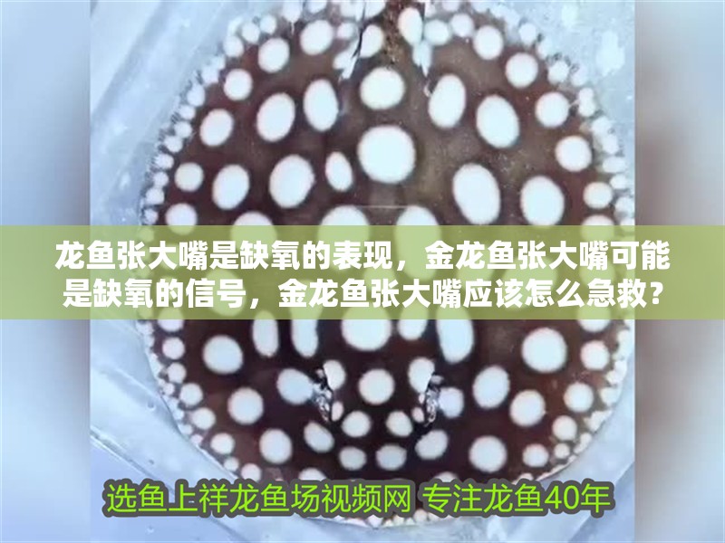 龍魚張大嘴是缺氧的表現，金龍魚張大嘴可能是缺氧的信號，金龍魚張大嘴應該怎么急救？