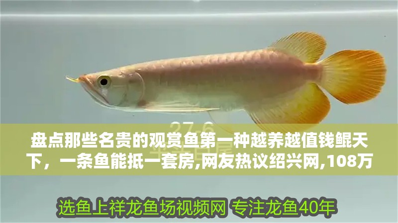盤點(diǎn)那些名貴的觀賞魚第一種越養(yǎng)越值錢鯤天下，一條魚能抵一套房,網(wǎng)友熱議紹興網(wǎng),108萬(wàn)!