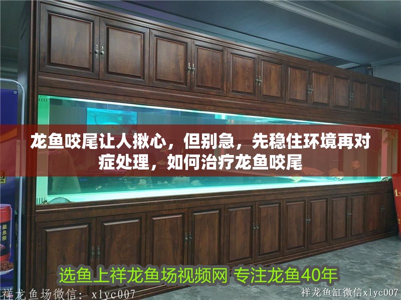 龍魚咬尾讓人揪心，但別急，先穩(wěn)住環(huán)境再對癥處理，如何治療龍魚咬尾