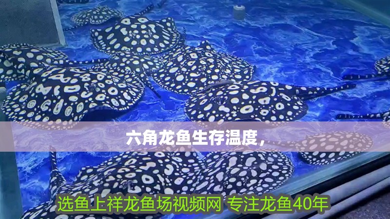 六角龍魚生存溫度，