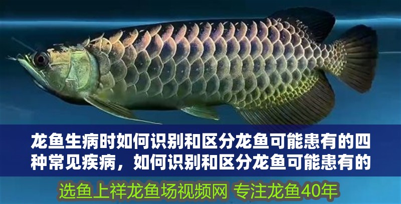 龍魚生病時如何識別和區分龍魚可能患有的四種常見疾病，如何識別和區分龍魚可能患有的四種常見疾病