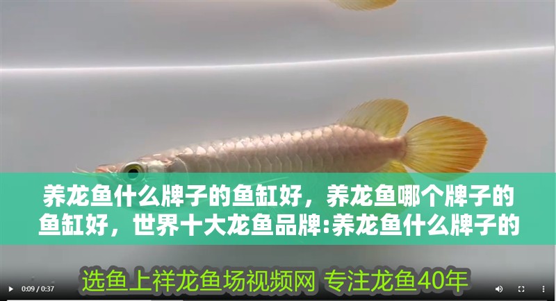 養龍魚什么牌子的魚缸好，養龍魚哪個牌子的魚缸好，世界十大龍魚品牌:養龍魚什么牌子的魚缸好