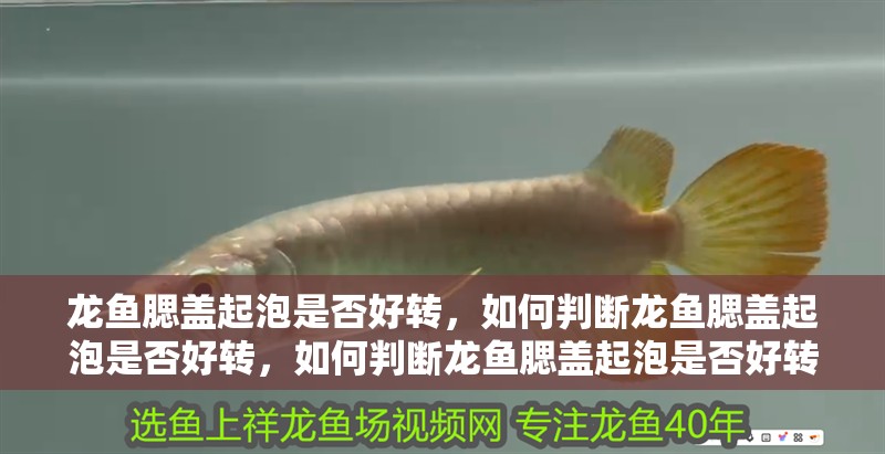 龍魚腮蓋起泡是否好轉，如何判斷龍魚腮蓋起泡是否好轉，如何判斷龍魚腮蓋起泡是否好轉