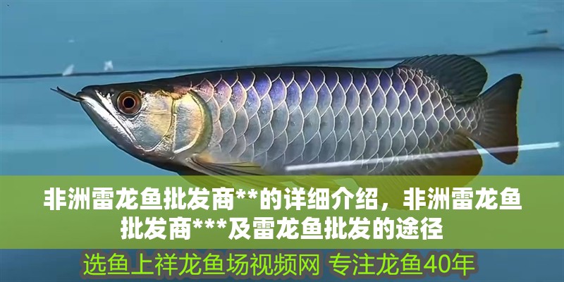 非洲雷龍魚批發商**的詳細介紹，非洲雷龍魚批發商***及雷龍魚批發的途徑