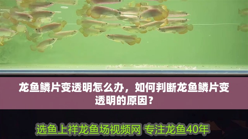龍魚鱗片變透明怎么辦，如何判斷龍魚鱗片變透明的原因？