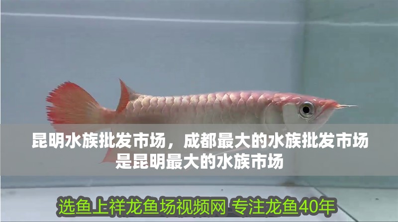 昆明水族批發(fā)市場(chǎng)，成都最大的水族批發(fā)市場(chǎng)是昆明最大的水族市場(chǎng)
