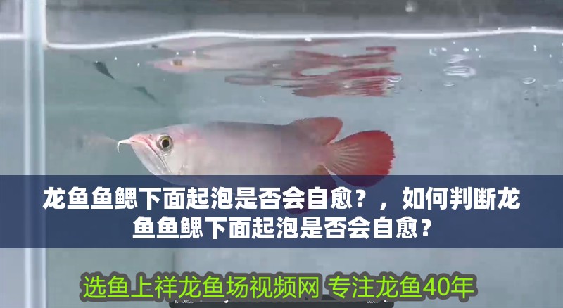 龍魚魚鰓下面起泡是否會自愈？，如何判斷龍魚魚鰓下面起泡是否會自愈？