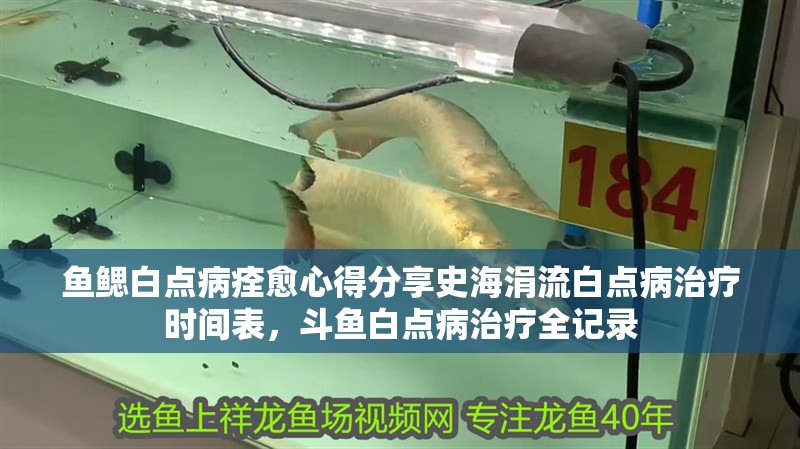 魚鰓白點病痊愈心得分享史海涓流白點病治療時間表，斗魚白點病治療全記錄