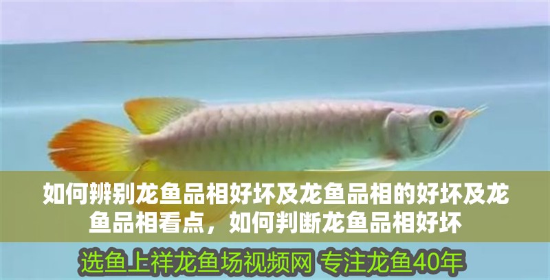 如何辨別龍魚品相好壞及龍魚品相的好壞及龍魚品相看點，如何判斷龍魚品相好壞