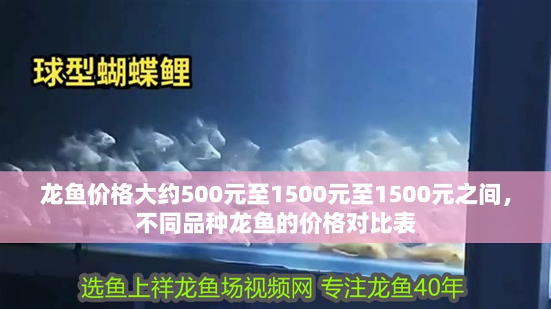 龍魚價格大約500元至1500元至1500元之間，不同品種龍魚的價格對比表