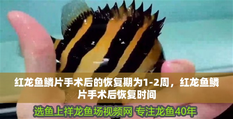 紅龍魚鱗片手術后的恢復期為1-2周，紅龍魚鱗片手術后恢復時間