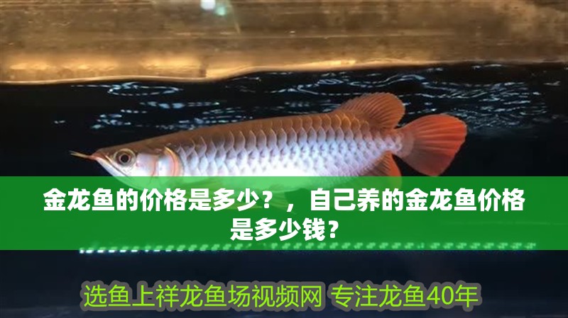 金龍魚的價格是多少？，自己養的金龍魚價格是多少錢？