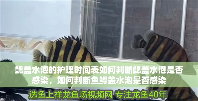 鰓蓋水泡的護(hù)理時(shí)間表如何判斷鰓蓋水泡是否感染，如何判斷魚鰓蓋水泡是否感染