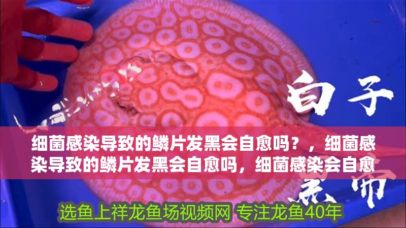 細(xì)菌感染導(dǎo)致的鱗片發(fā)黑會(huì)自愈嗎？，細(xì)菌感染導(dǎo)致的鱗片發(fā)黑會(huì)自愈嗎，細(xì)菌感染會(huì)自愈嗎