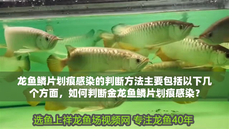 龍魚鱗片劃痕感染的判斷方法主要包括以下幾個方面，如何判斷金龍魚鱗片劃痕感染？