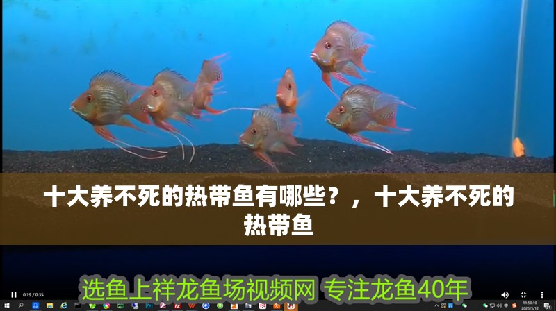 十大養不死的熱帶魚有哪些？，十大養不死的熱帶魚