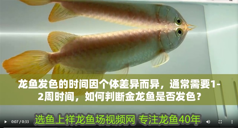 龍魚發色的時間因個體差異而異，通常需要1-2周時間，如何判斷金龍魚是否發色？