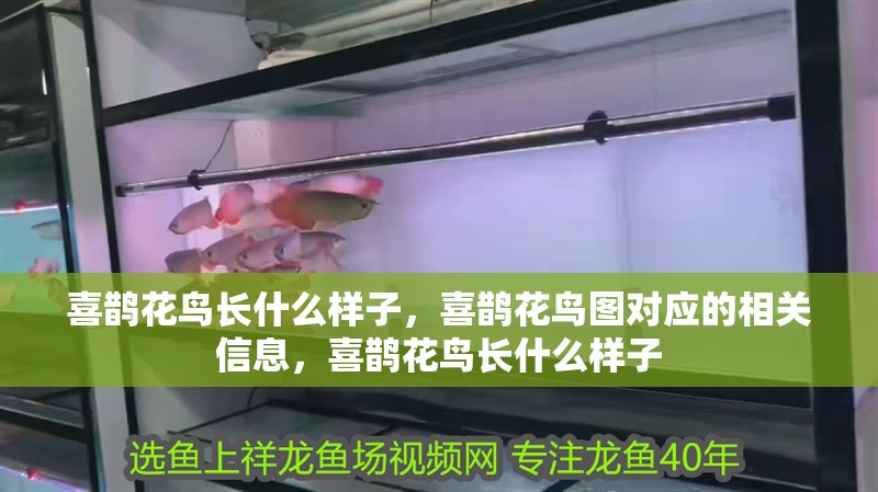 喜鵲花鳥(niǎo)長(zhǎng)什么樣子，喜鵲花鳥(niǎo)圖對(duì)應(yīng)的相關(guān)信息，喜鵲花鳥(niǎo)長(zhǎng)什么樣子