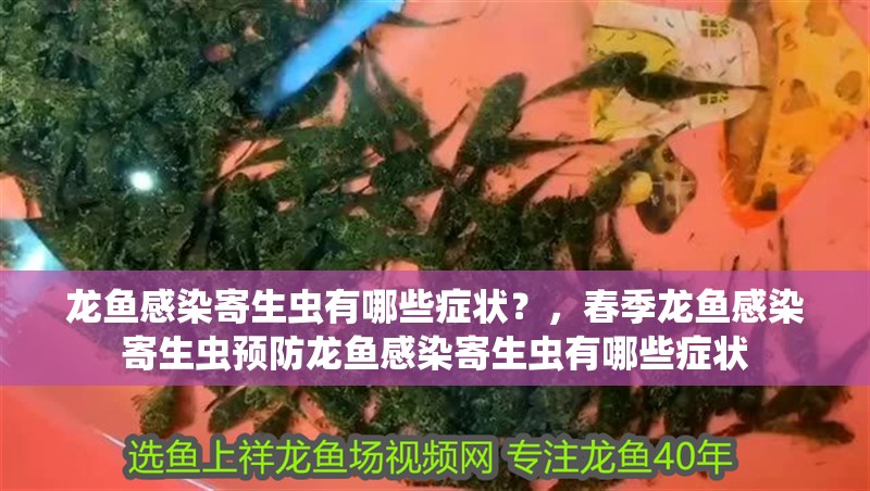 龍魚感染寄生蟲有哪些癥狀？，春季龍魚感染寄生蟲預防龍魚感染寄生蟲有哪些癥狀