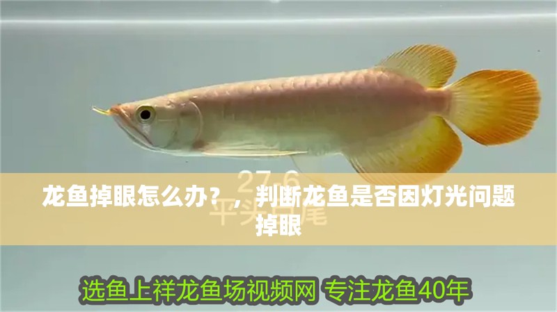 龍魚掉眼怎么辦？，判斷龍魚是否因燈光問題掉眼